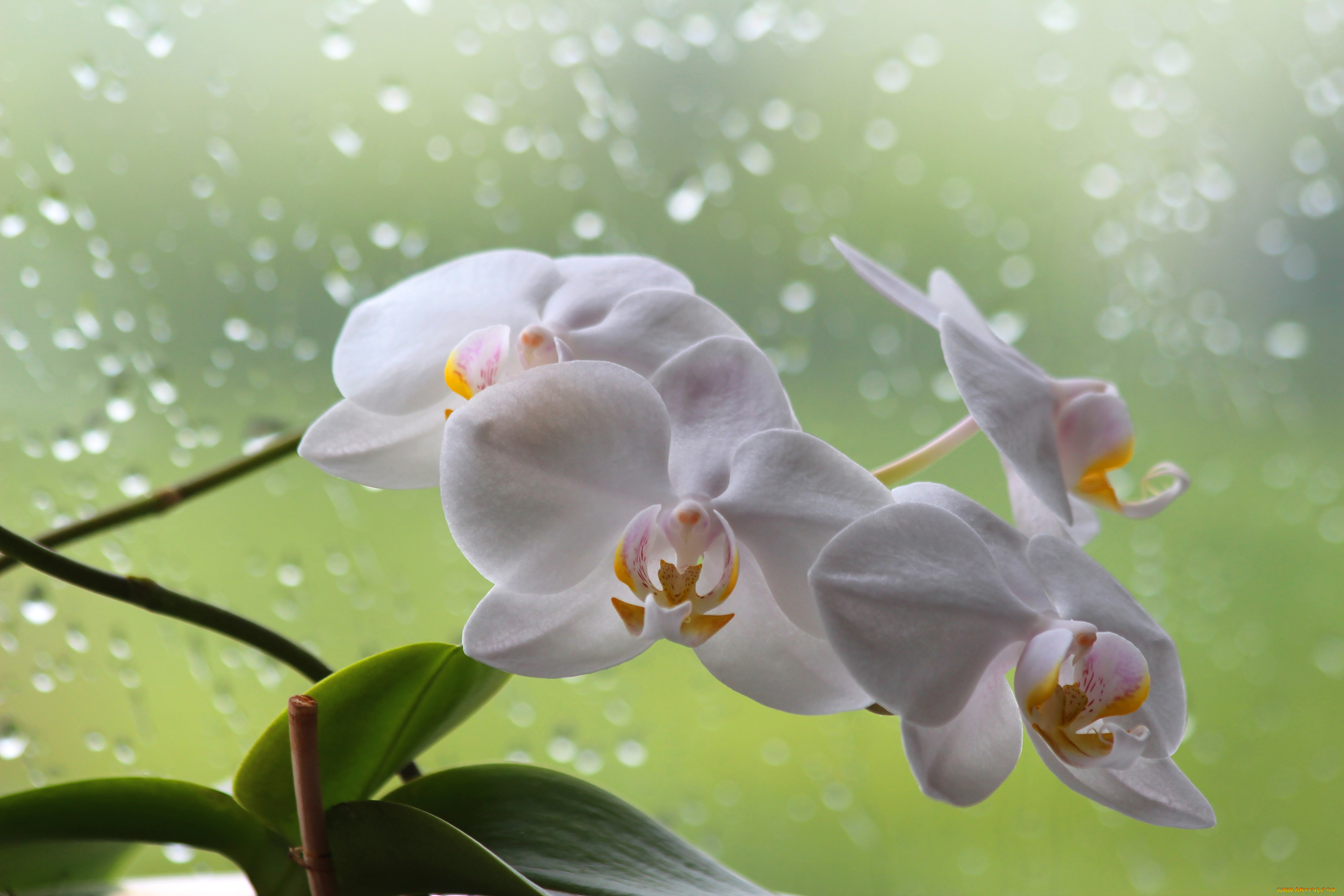цветы, орхидеи, фаленопсис, орхидея, лето, красота, дом, дождь, цветение