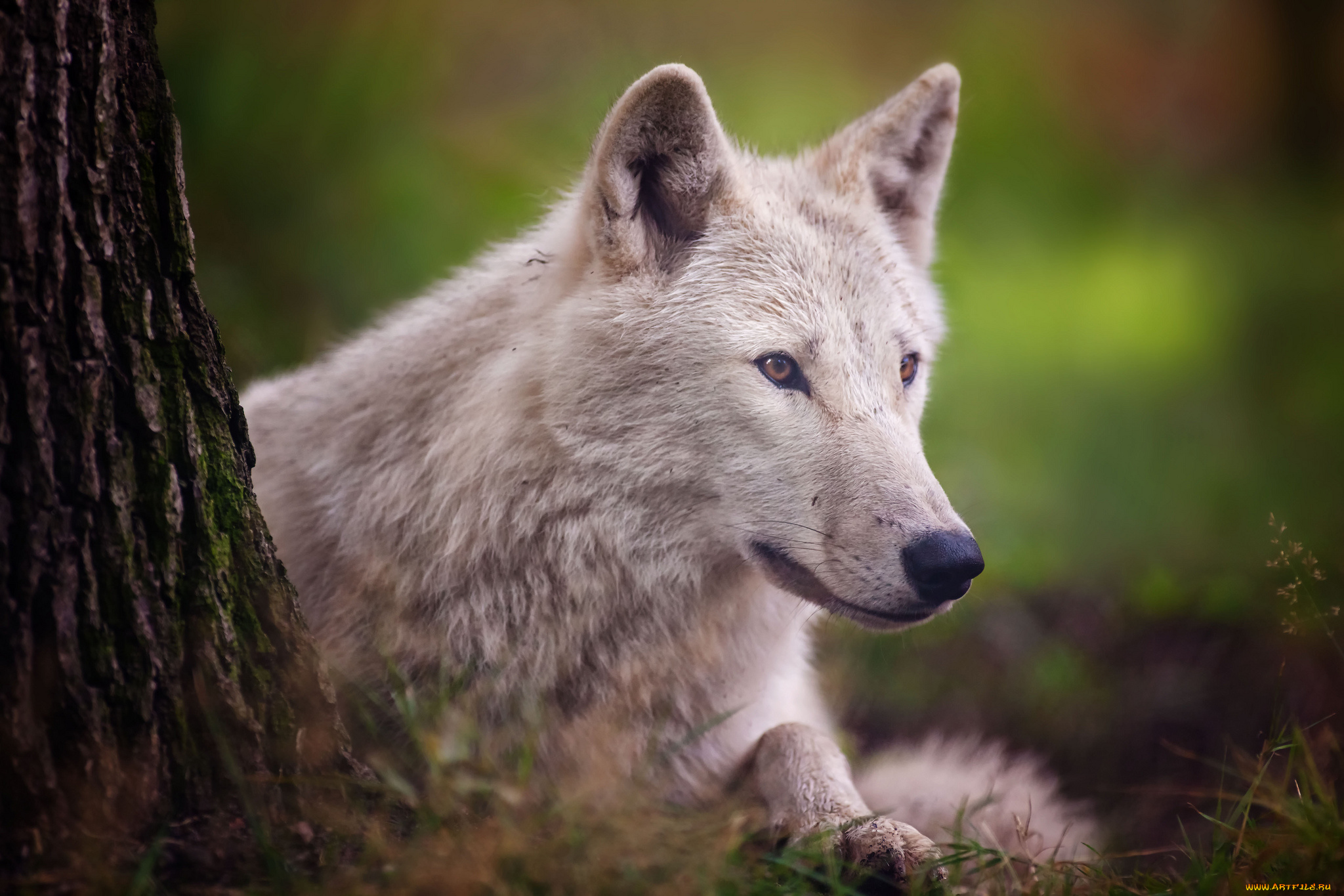 животные, волки, arctic, wolf, хищник, полярный, волк