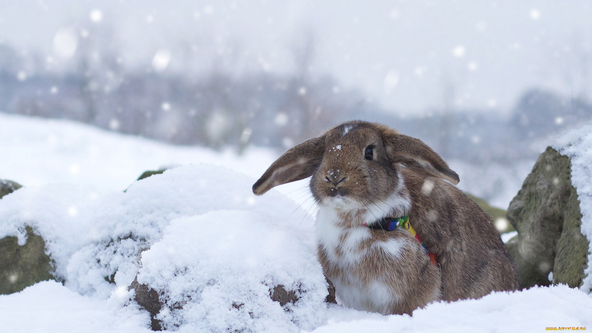 животные, кролики, , зайцы, зима, кролик, снег