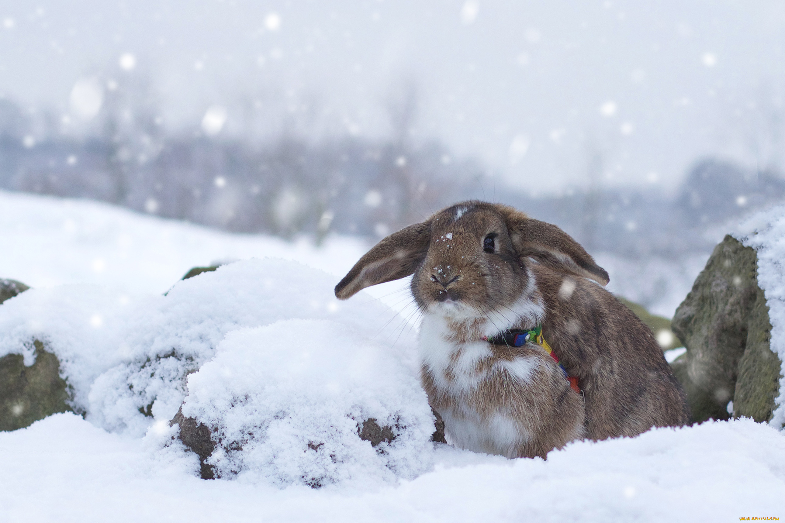 животные, кролики, , зайцы, зима, кролик, снег