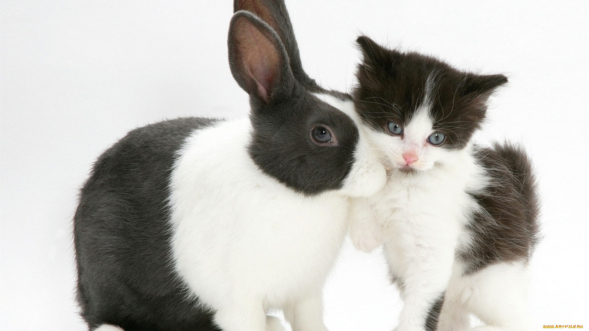 животные, разные, вместе, черно-белый, пятнистый, котенок, кролик