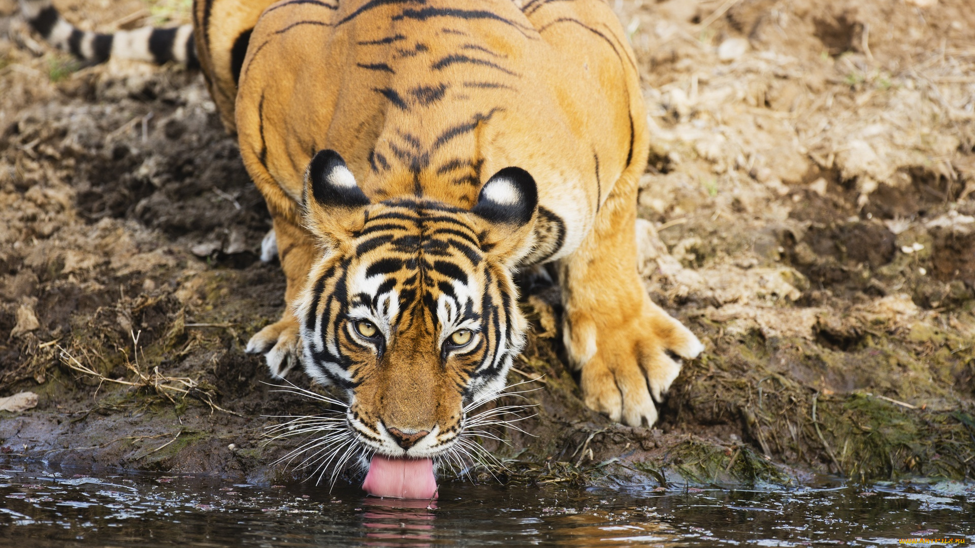 животные, тигры, тигр, язык, водопой, бенгальский