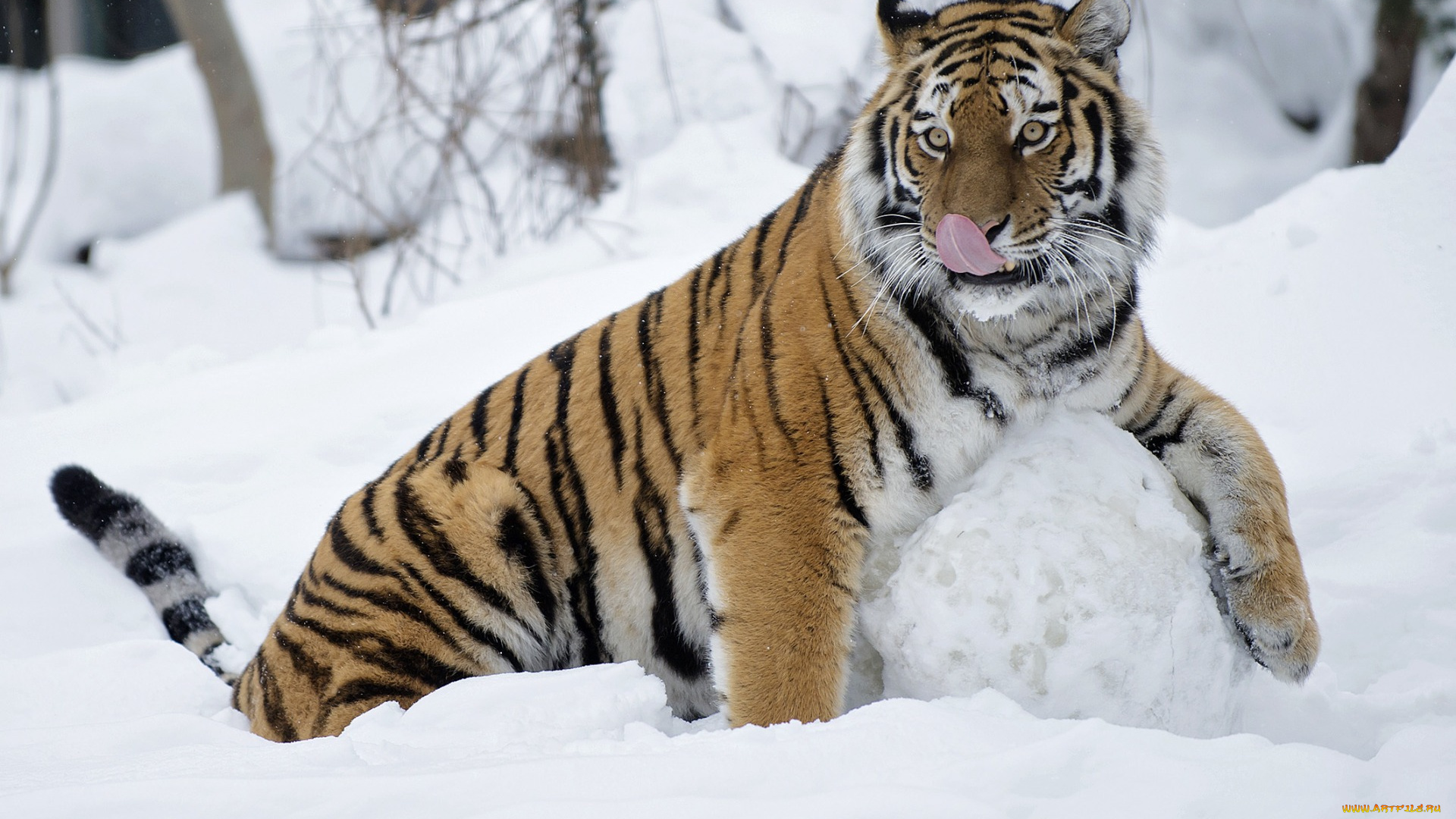 животные, тигры, взгляд, снег