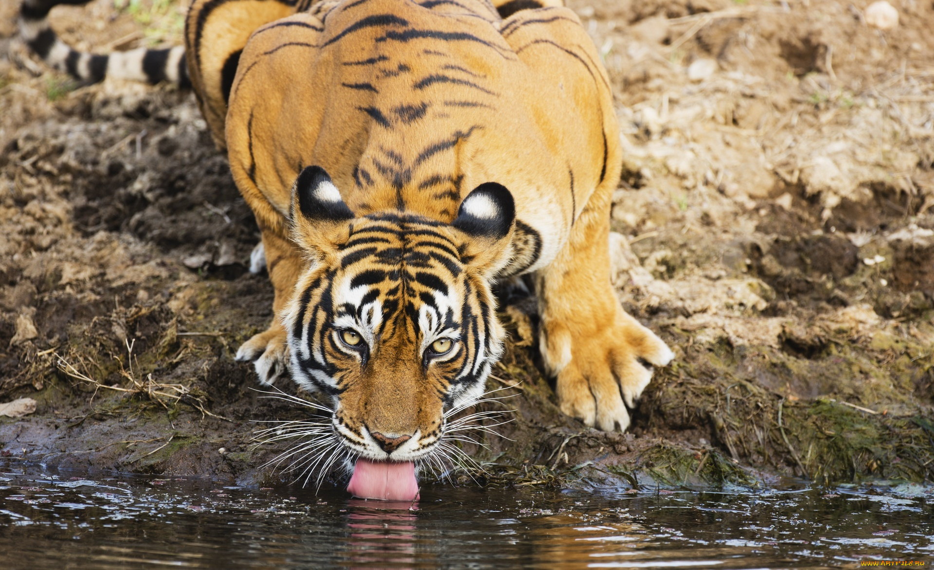 животные, тигры, тигр, язык, водопой, бенгальский