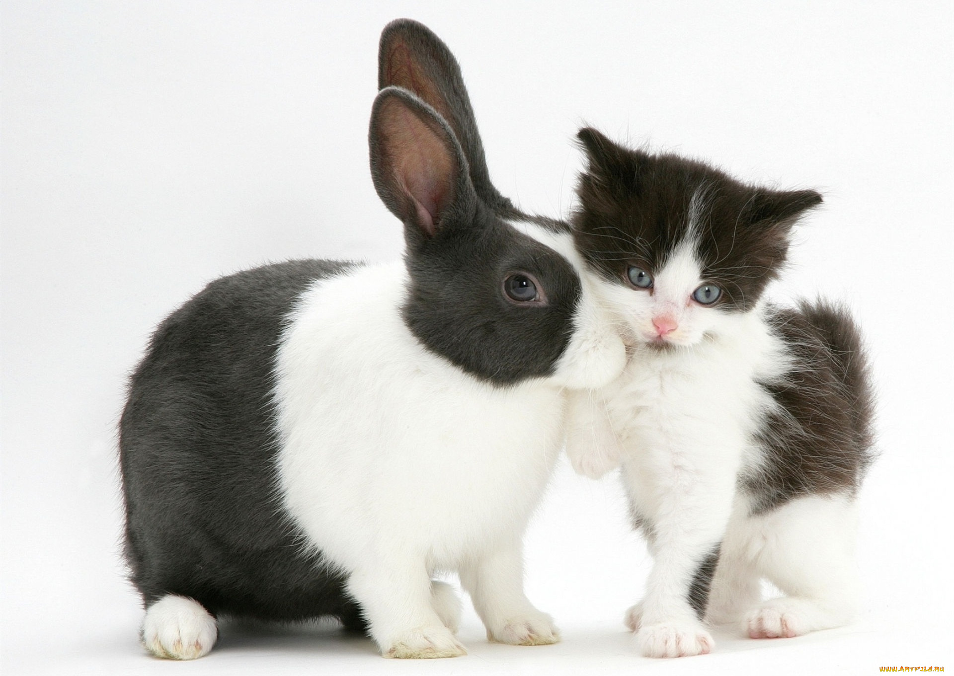 животные, разные, вместе, черно-белый, пятнистый, котенок, кролик