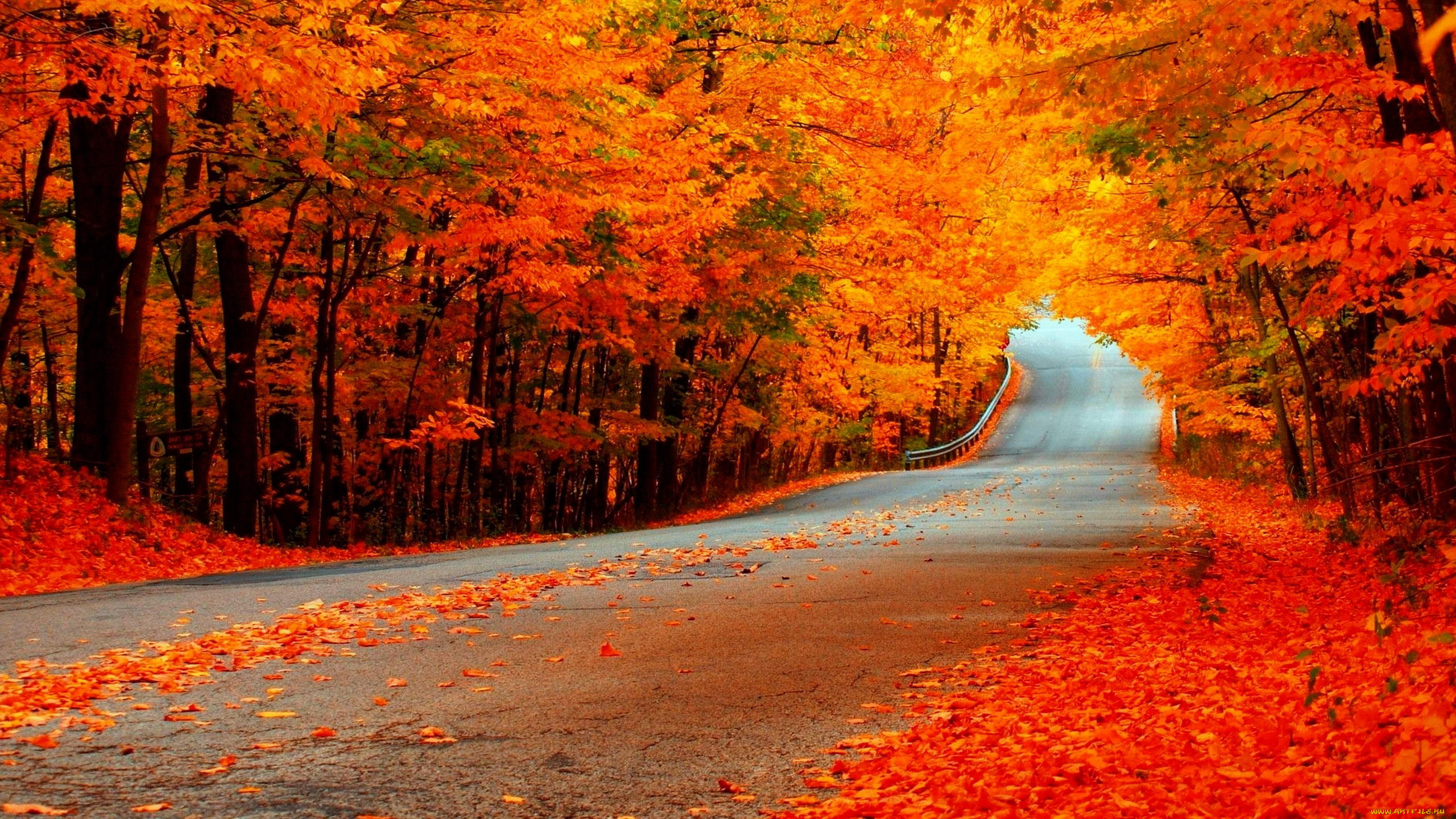 природа, дороги, шоссе, листопад, осень