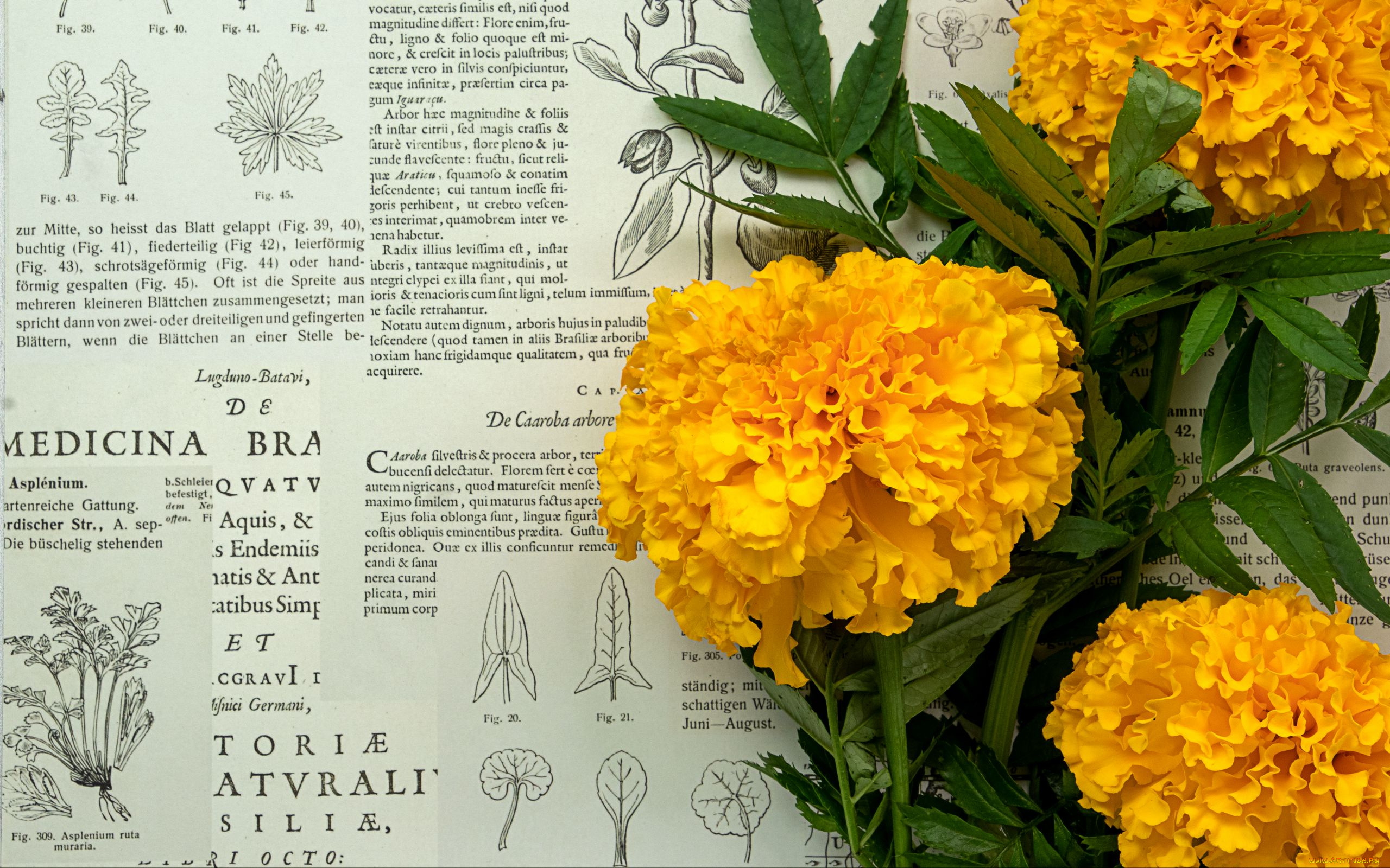 цветы, бархатцы, статья, желтые
