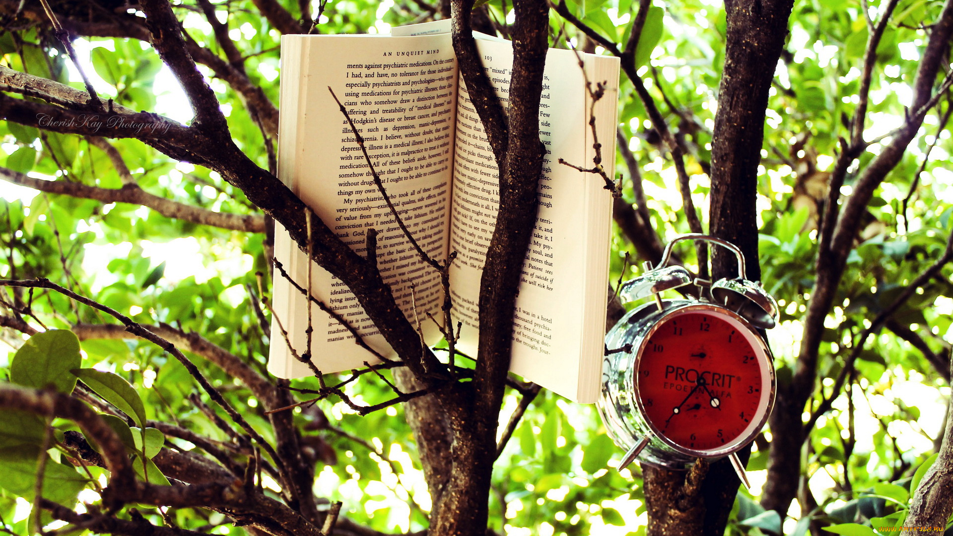разное, канцелярия, книги, дерево, книга, часы
