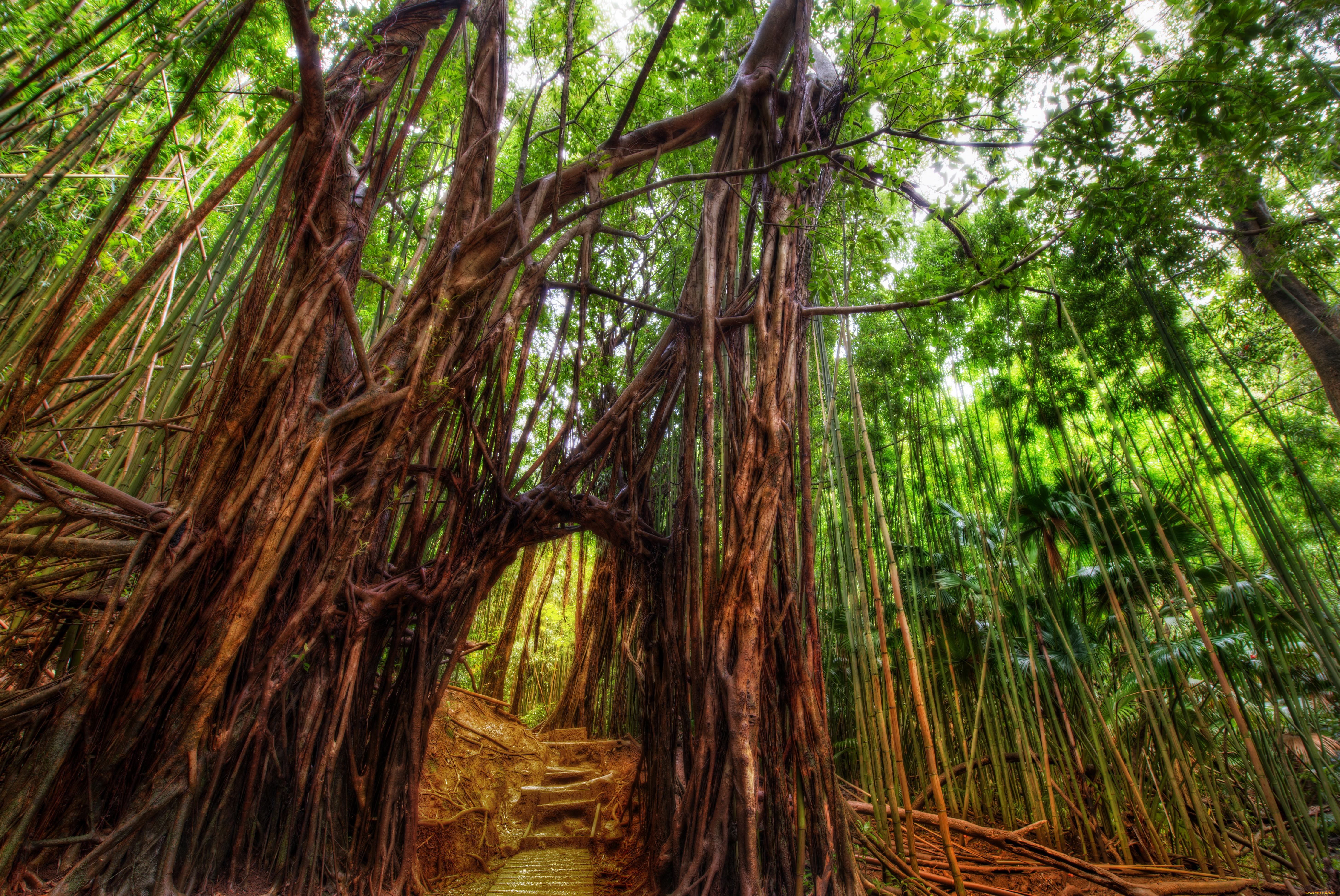 природа, лес, гавайи, гонолулу, бамбук