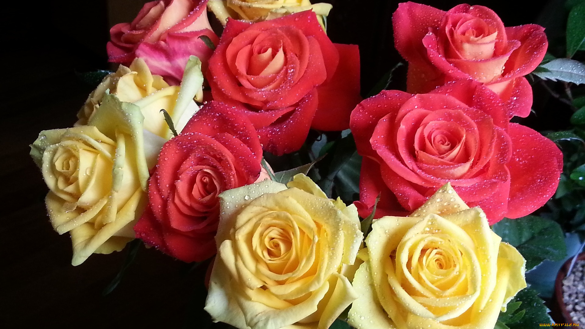 цветы, розы, букет, персиковый, розовый