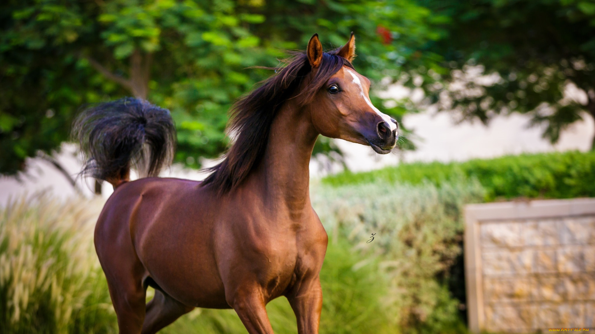 животные, лошади, красавец, молодой, арабский, гнедой, конь