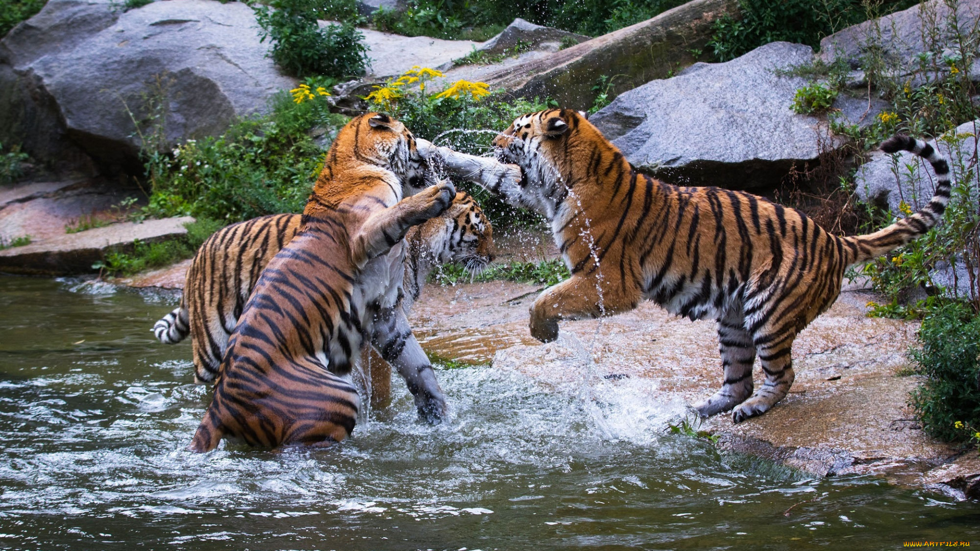 животные, тигры, хищники, зоопарк, водоём, брызги, игра, драка, трио