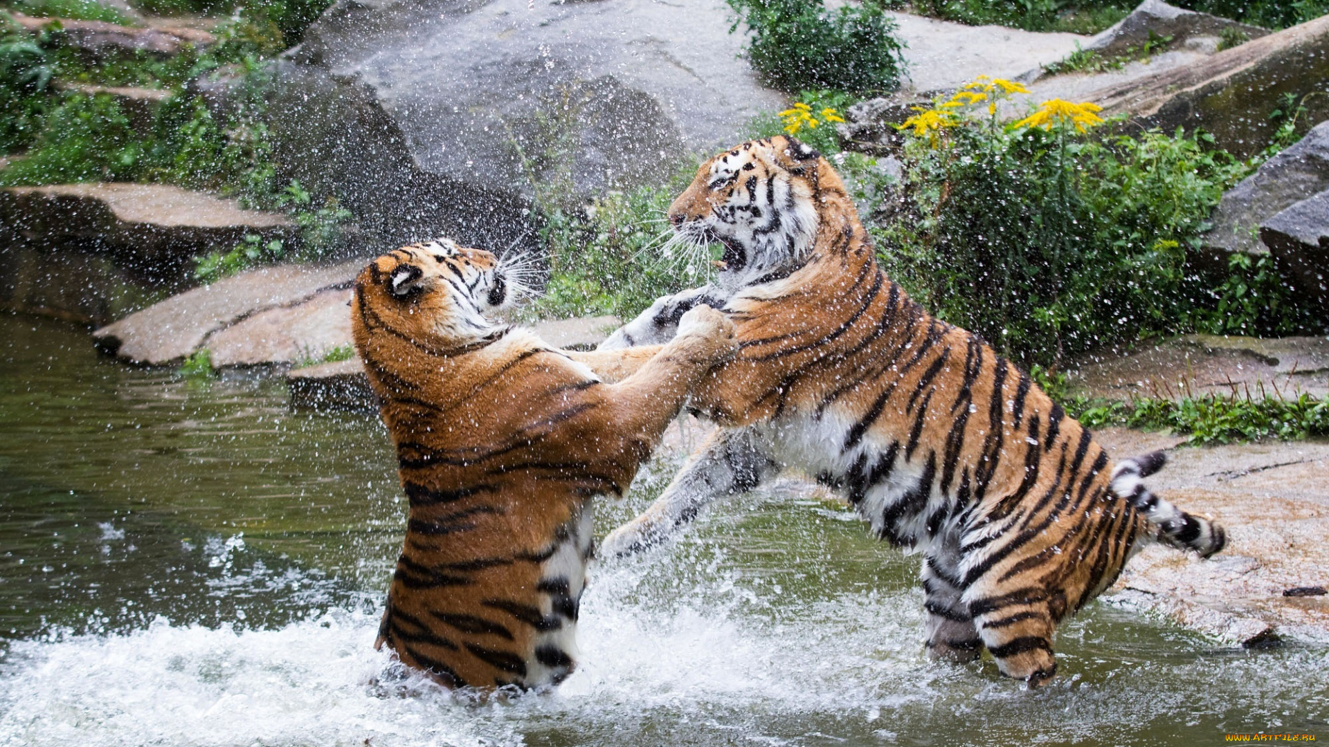 животные, тигры, зоопарк, брызги, кошки, игра, борьба, драка, парочка, хищники