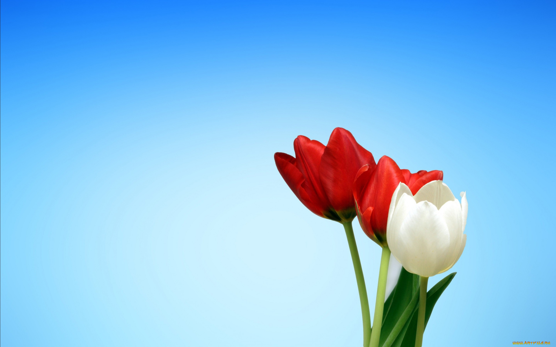 цветы, тюльпаны, два, красных, и, белый, тюльпан