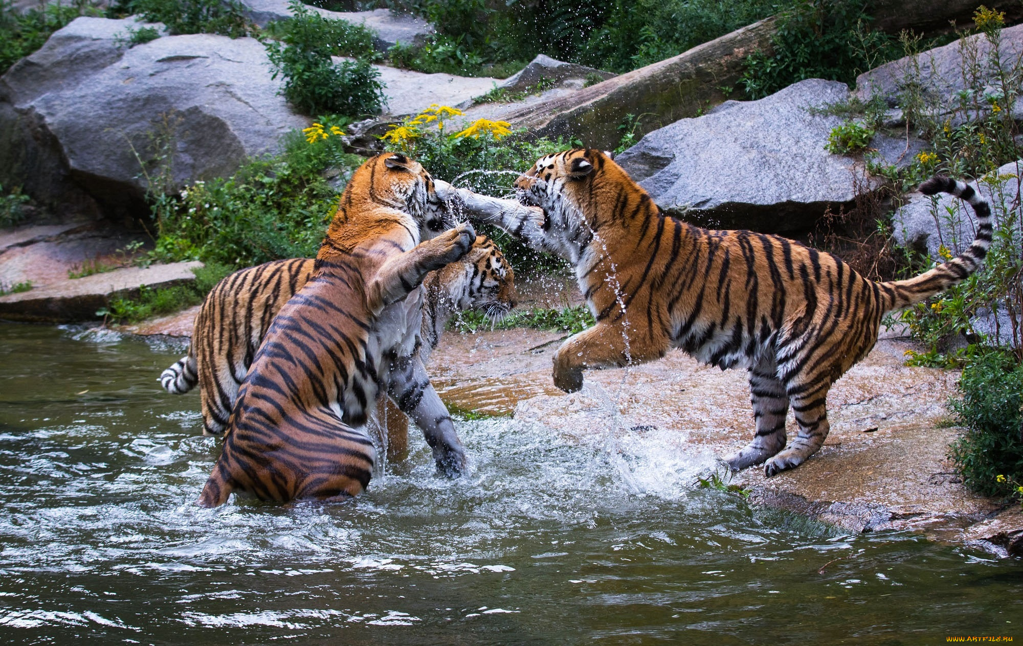 животные, тигры, хищники, зоопарк, водоём, брызги, игра, драка, трио