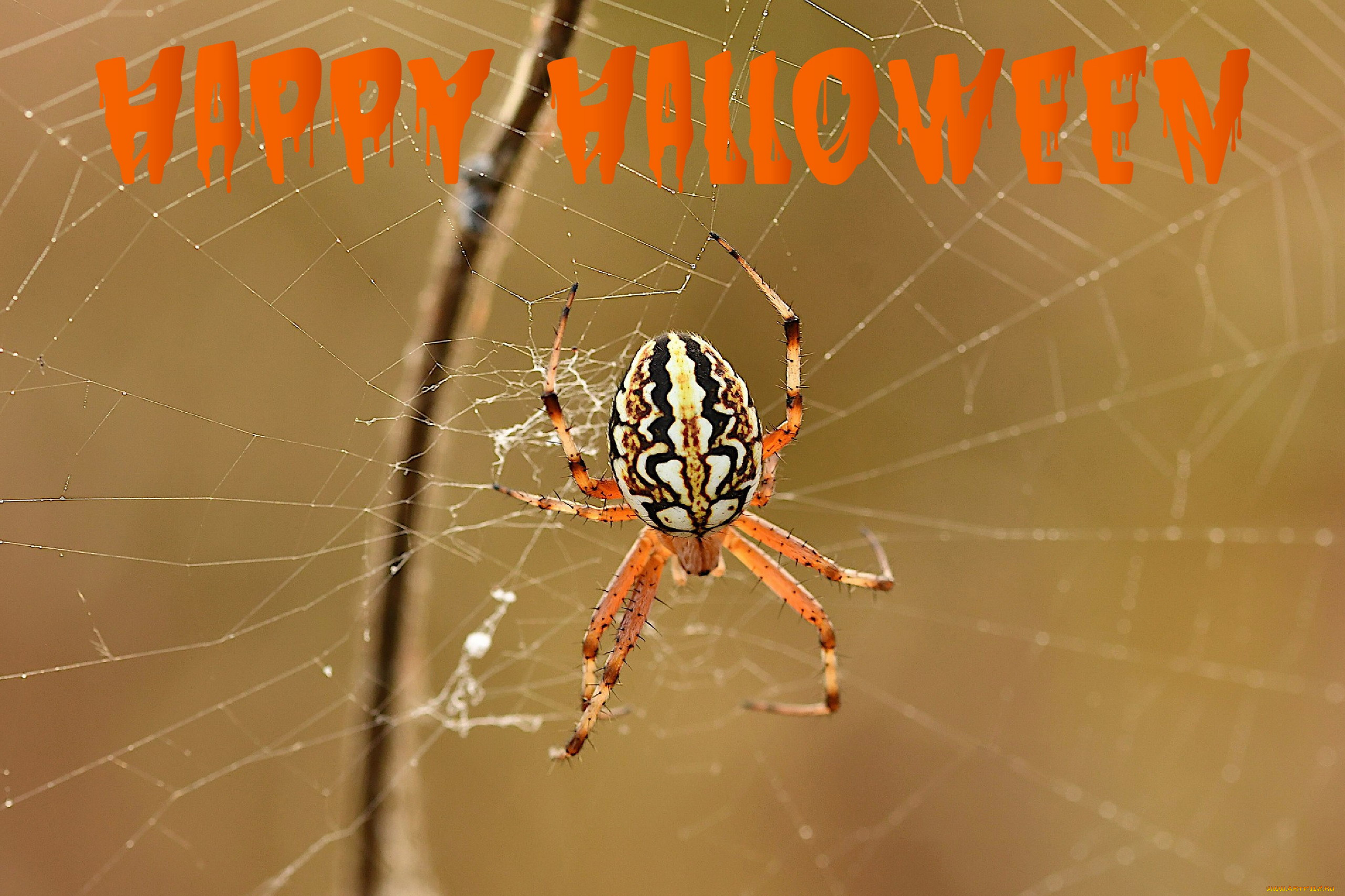 праздничные, хэллоуин, паутина, паук, надпись