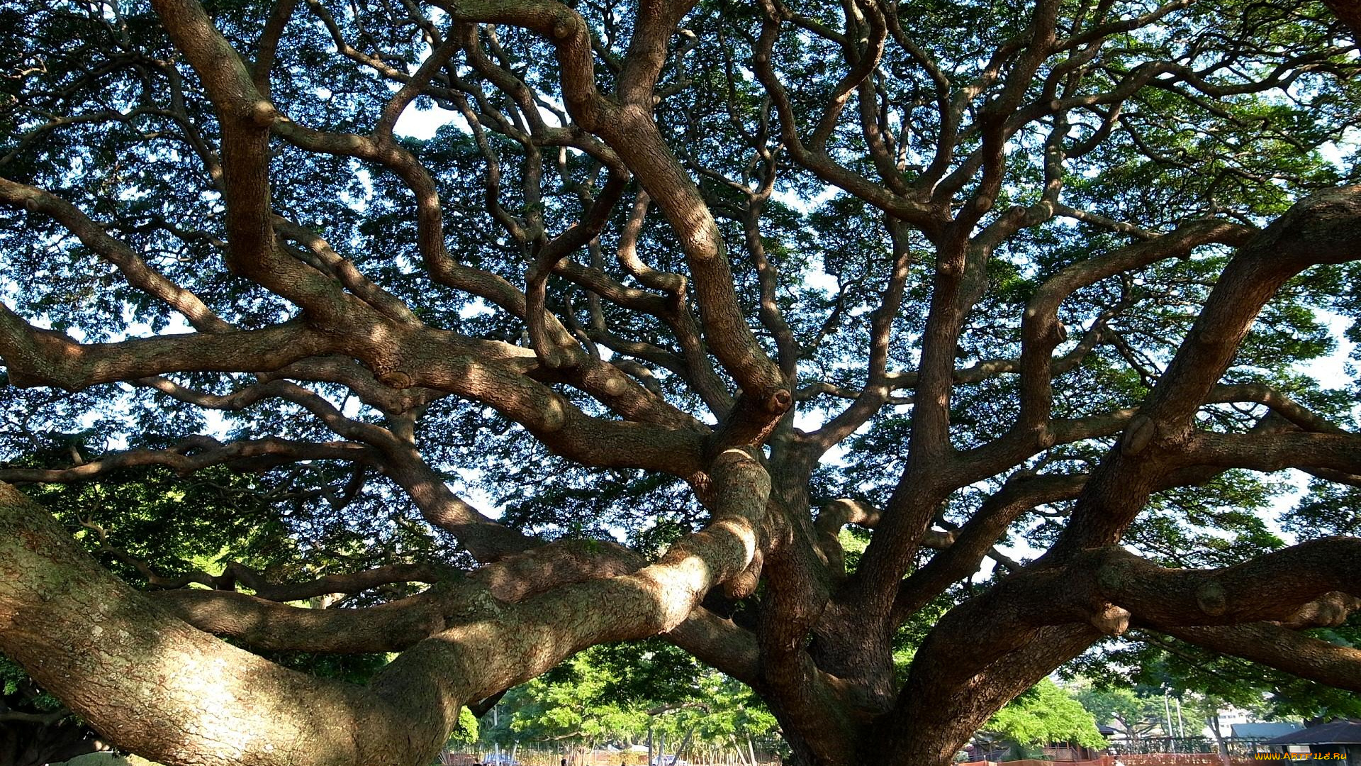 природа, деревья
