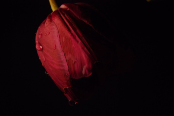 Картинка цветы тюльпаны фон тюльпан