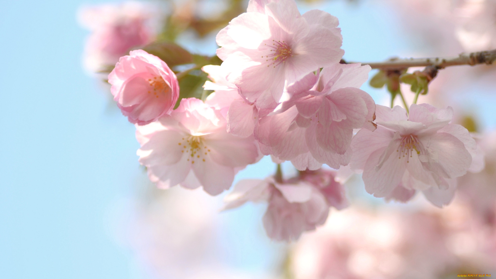 цветы, сакура, вишня, весна