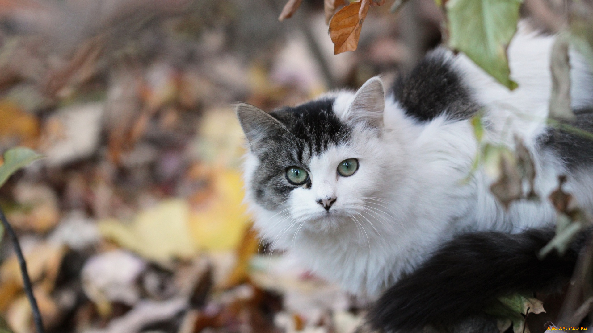 животные, коты, осень, листья, кошка