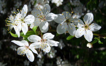 Картинка цветы цветущие деревья кустарники алыча белые