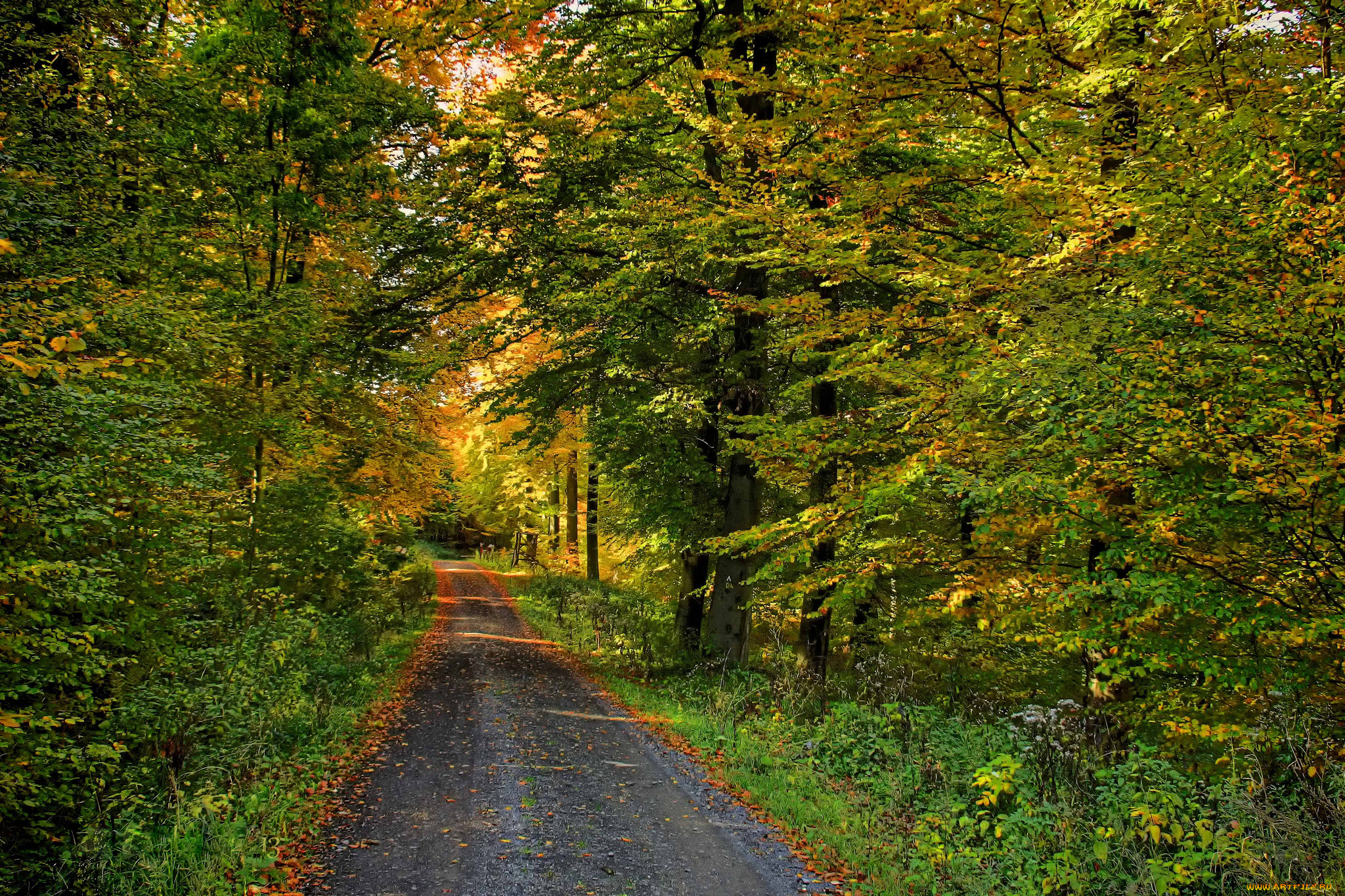 природа, дороги, осень, лес, листва, дорожка