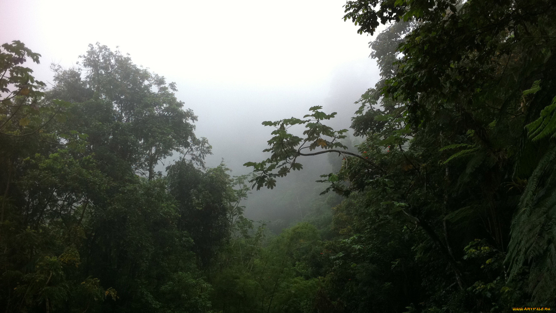 природа, лес, джунгли, туман, деревья