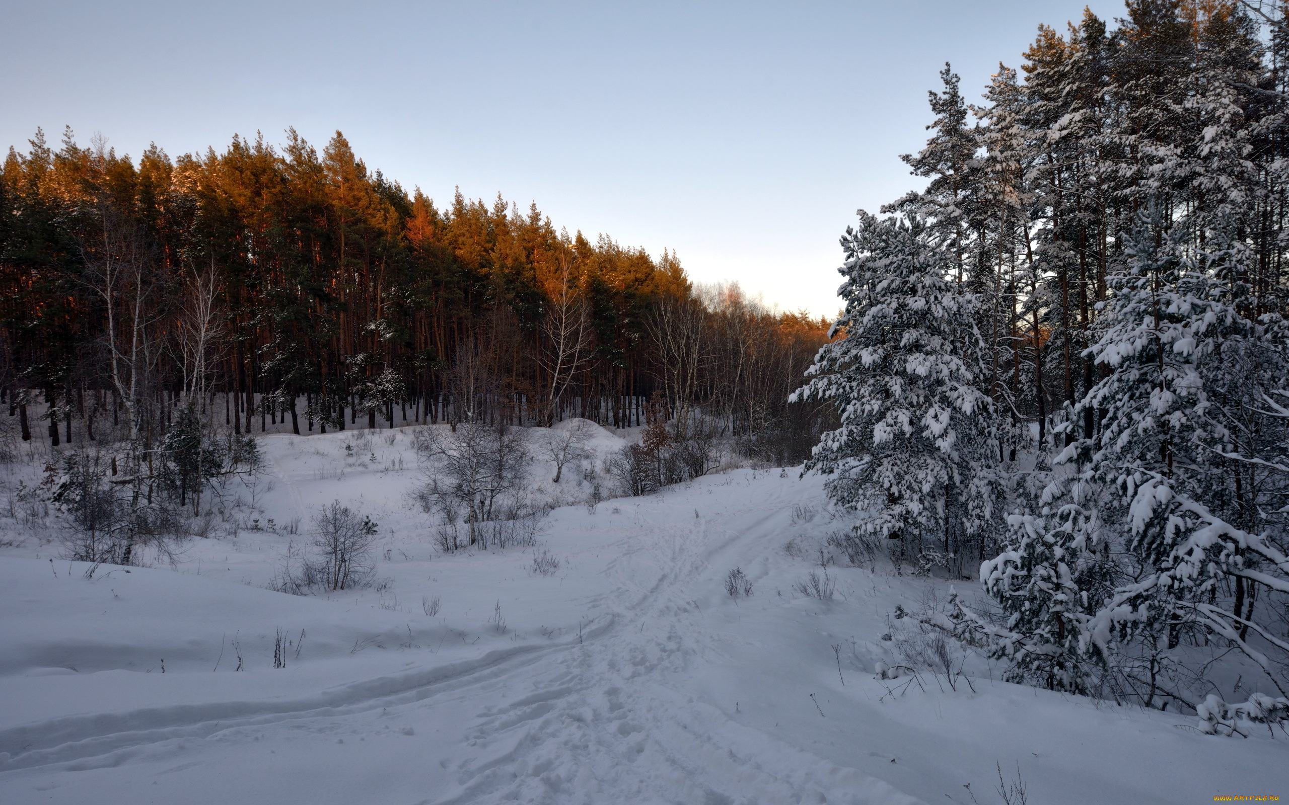 природа, зима, снег, лес, пейзаж