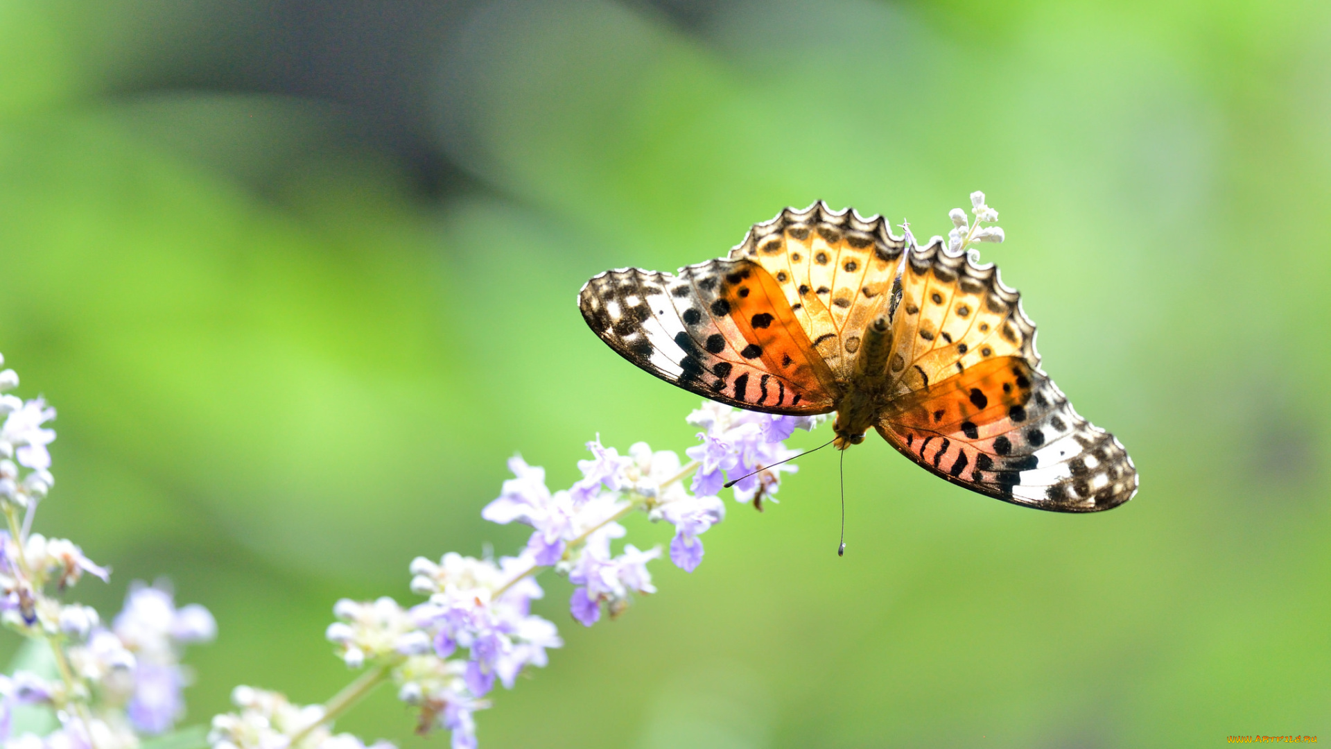 животные, бабочки, , мотыльки, , моли, бабочка, крылья, макро, цветок, насекомое