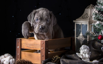 Картинка животные собаки кане-корсо щенок лапа ящик ангел ель праздник фонарь