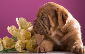 Картинка животные собаки цветы профиль порода щенок бордоский дог
