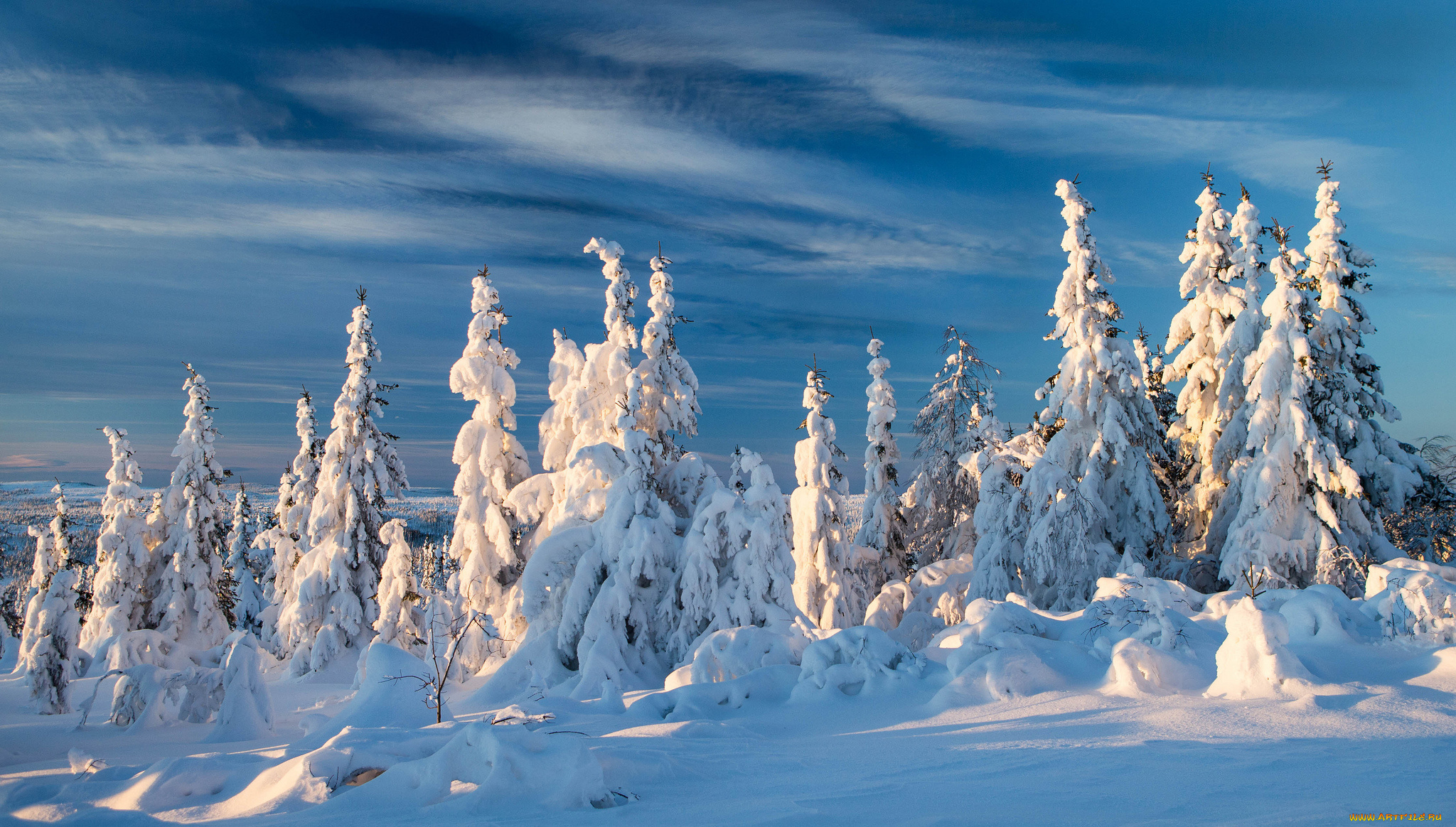norway, природа, зима, норвегия, снег, ели