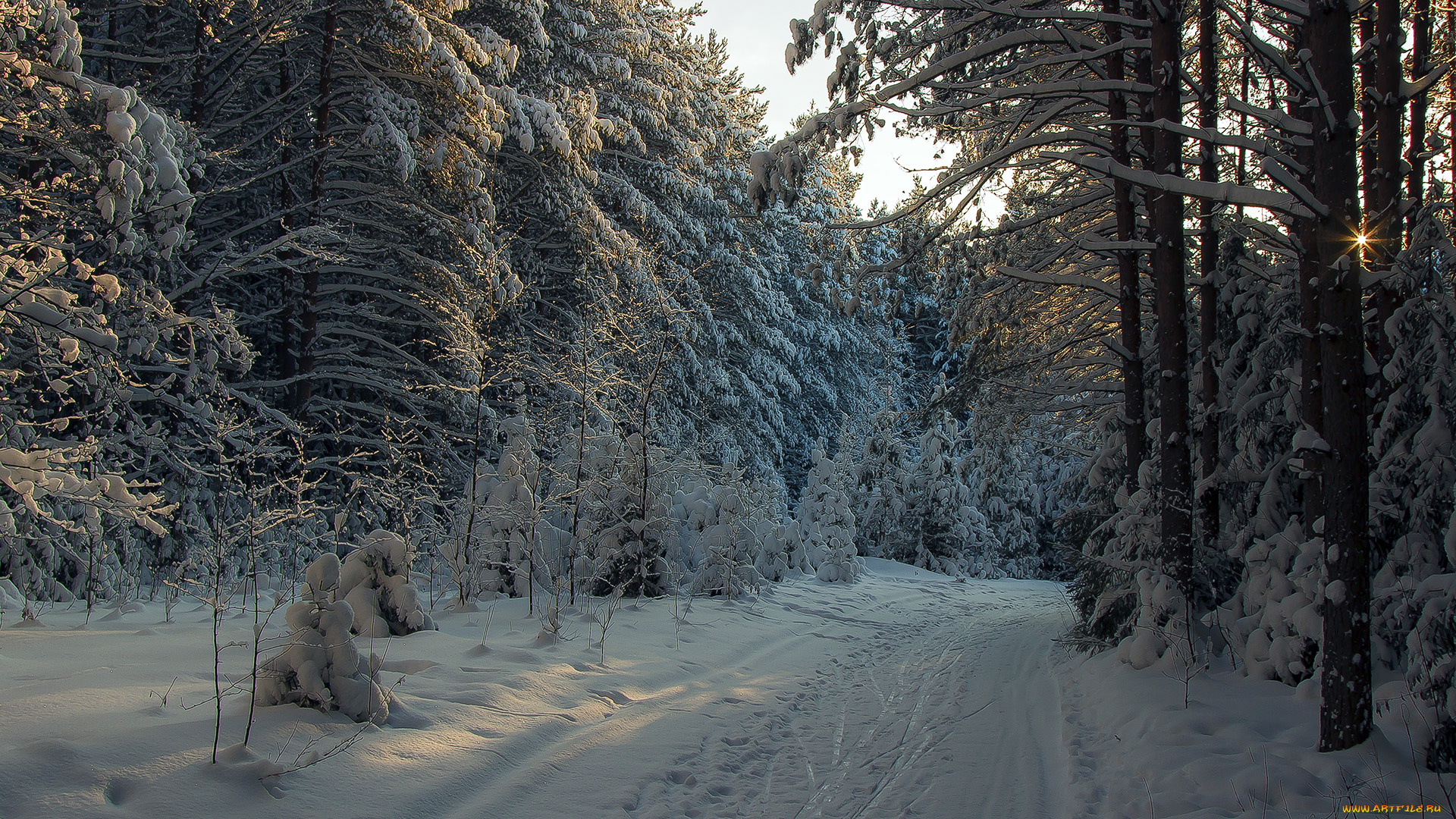 природа, зима, лес, снег, тракт