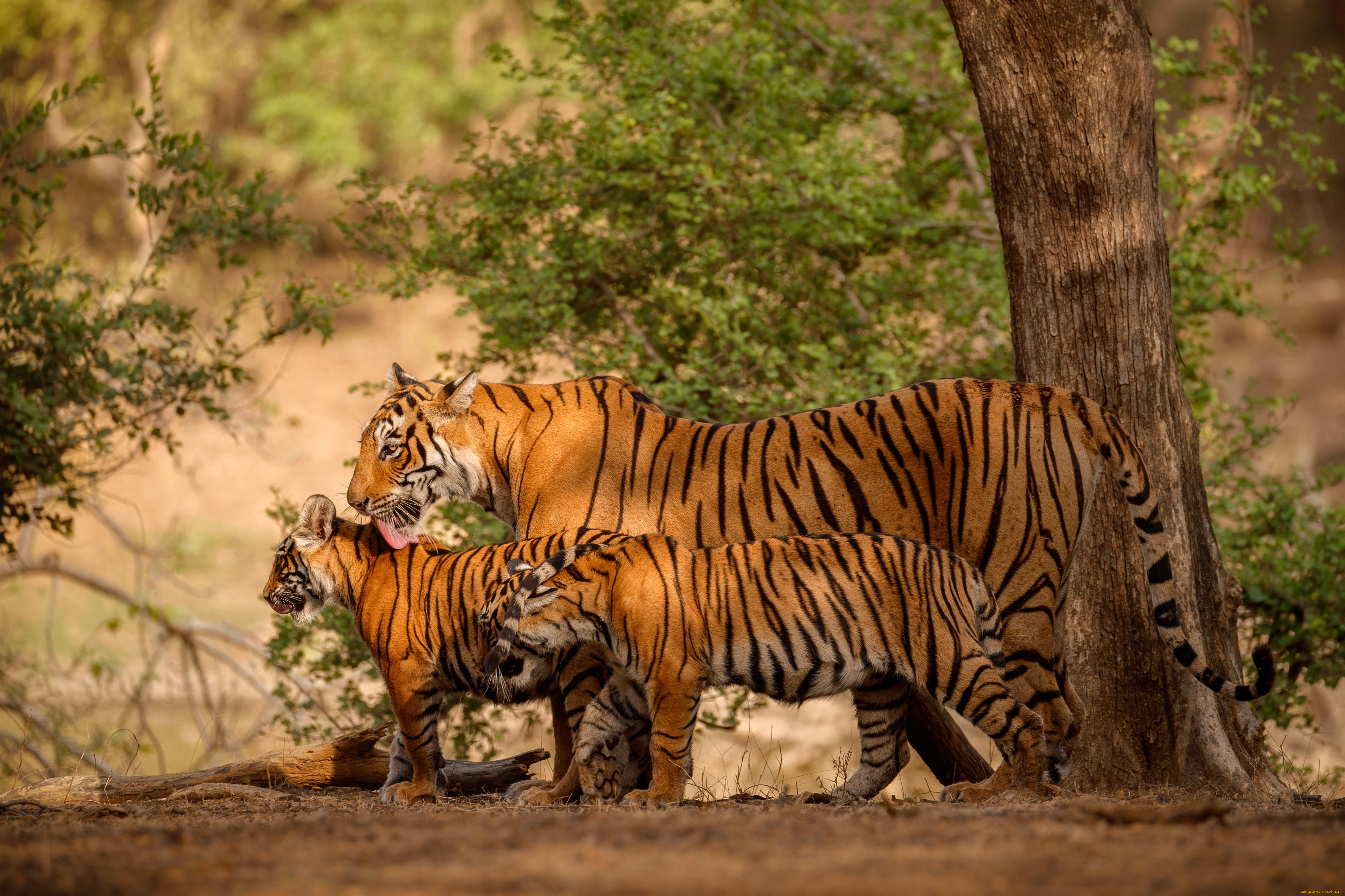 животные, тигры, язык, взгляд, природа, тигр, дерево, листва, прогулка, трио, тигрица, тигрята, семейство, детеныши, мать, вылизывает, три, тигра