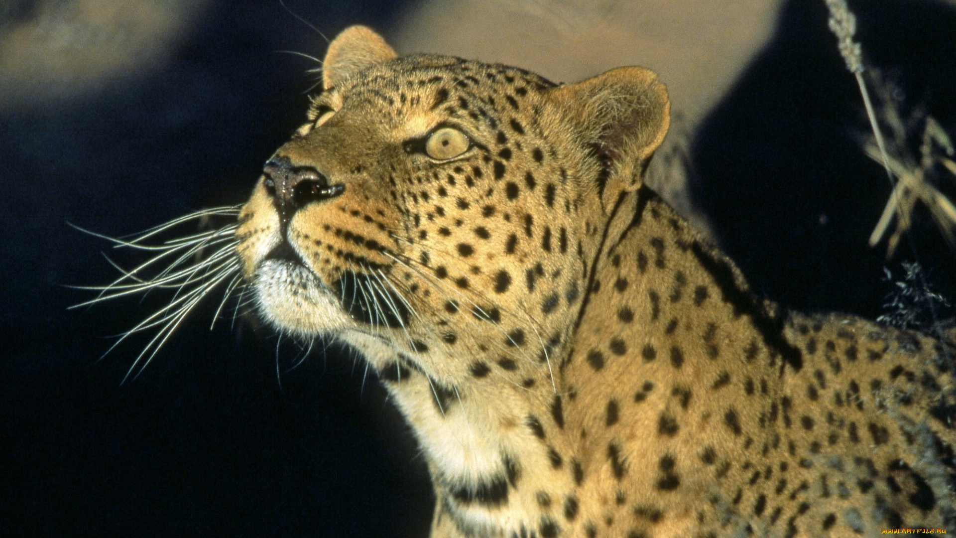 leopard, namibia, africa, животные, леопарды