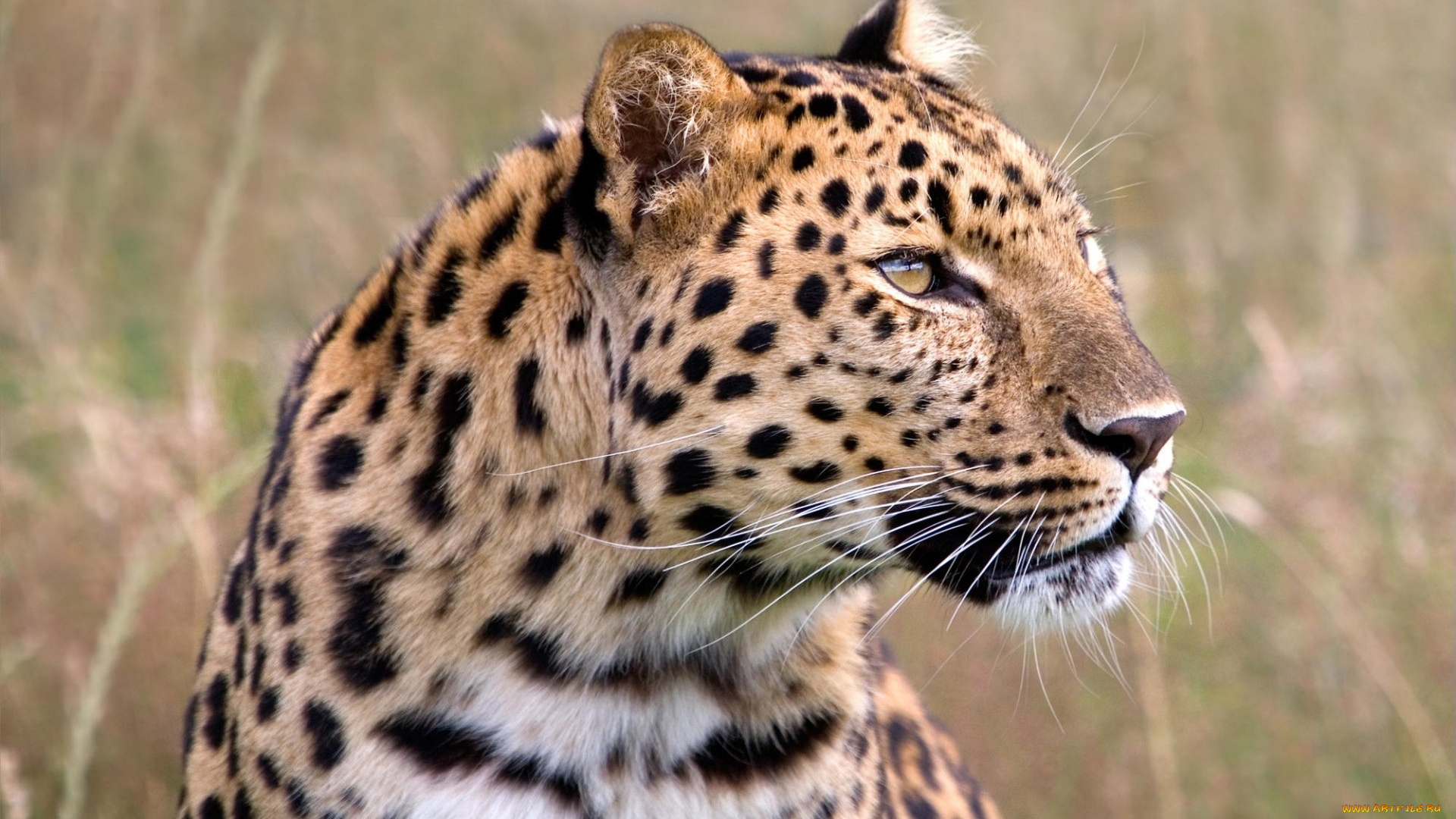 male, amur, leopard, wildlife, heritage, foundation, united, kingdom, животные, леопарды