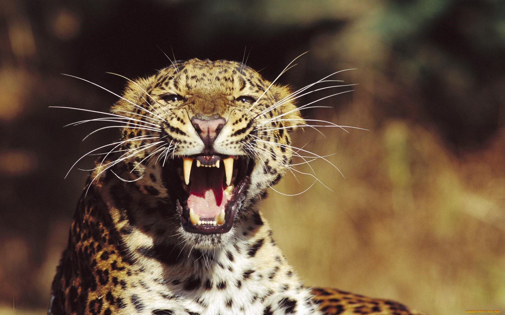 fangs, amur, leopard, животные, леопарды