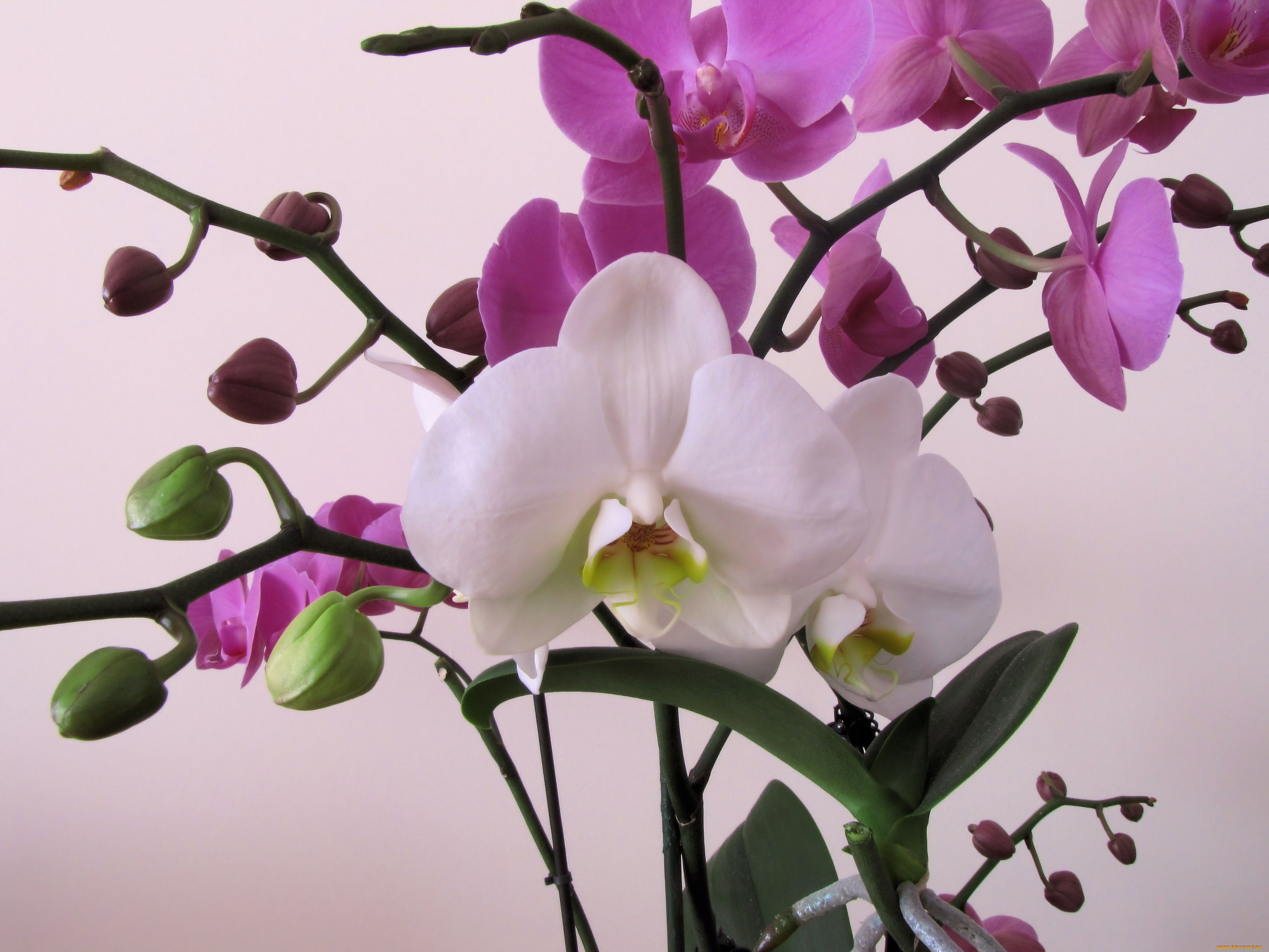 цветы, орхидеи, белый, розовый, экзотика