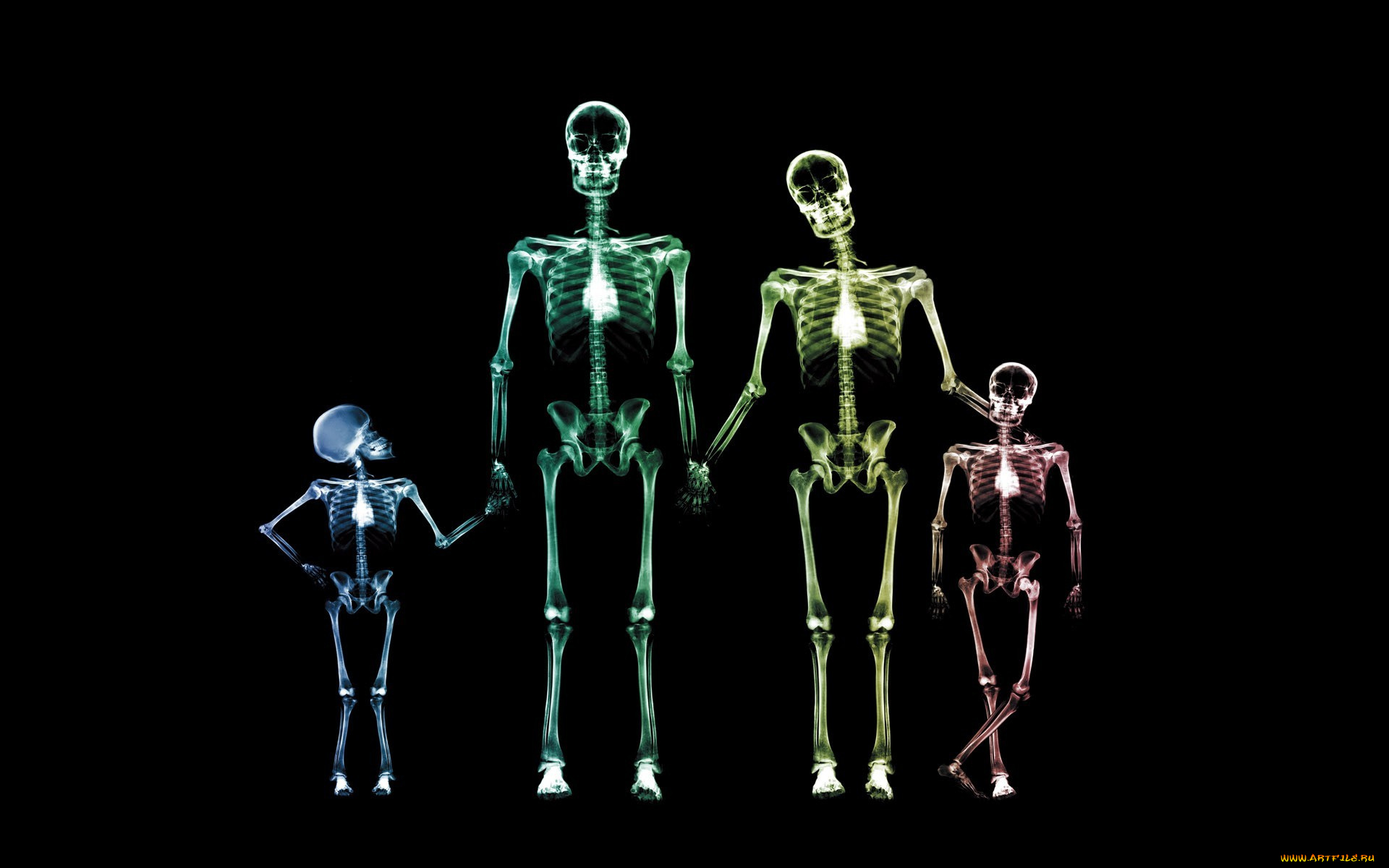 разное, кости, , рентген, семья, рентген, скелеты