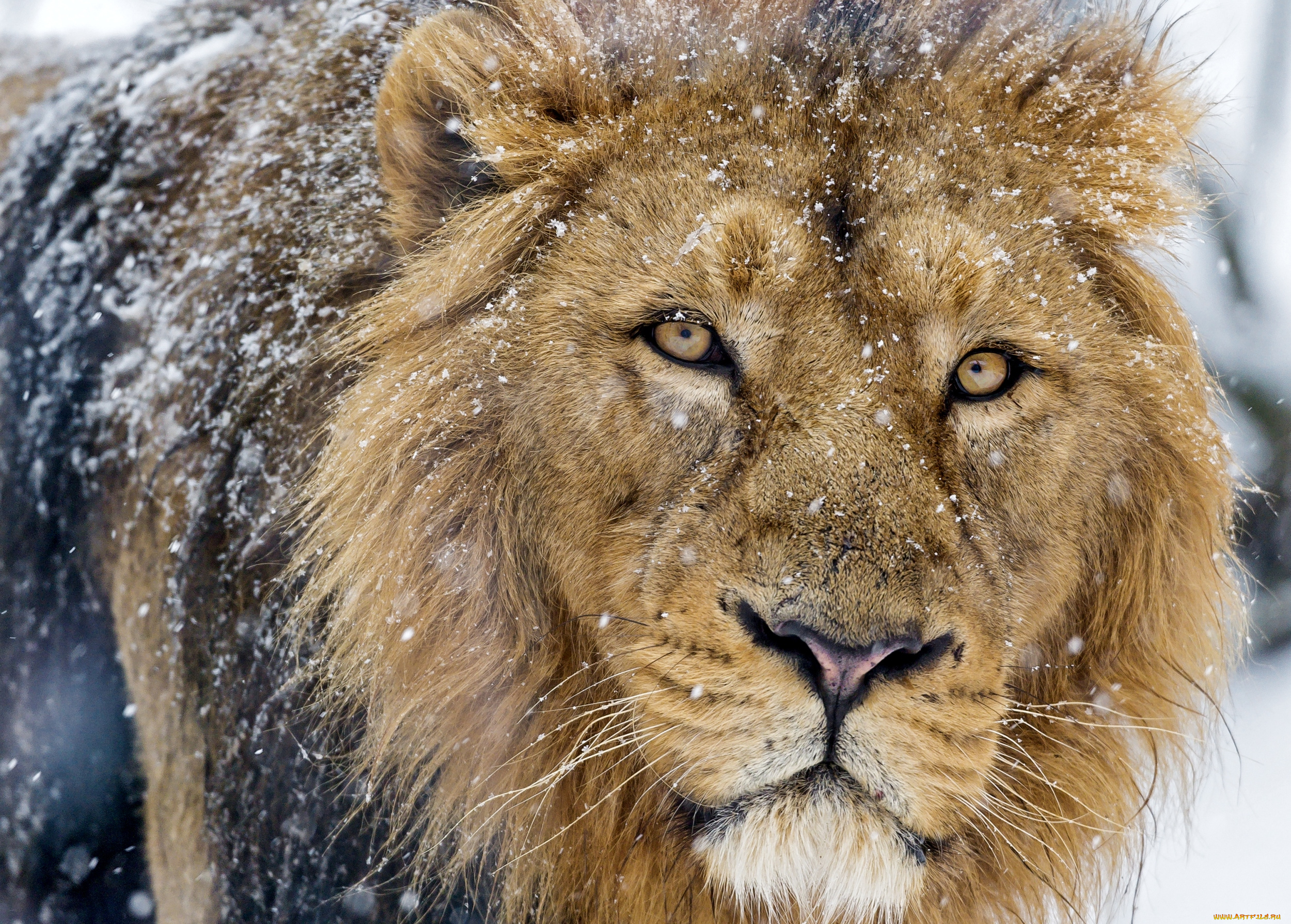 животные, львы, снег, взгляд