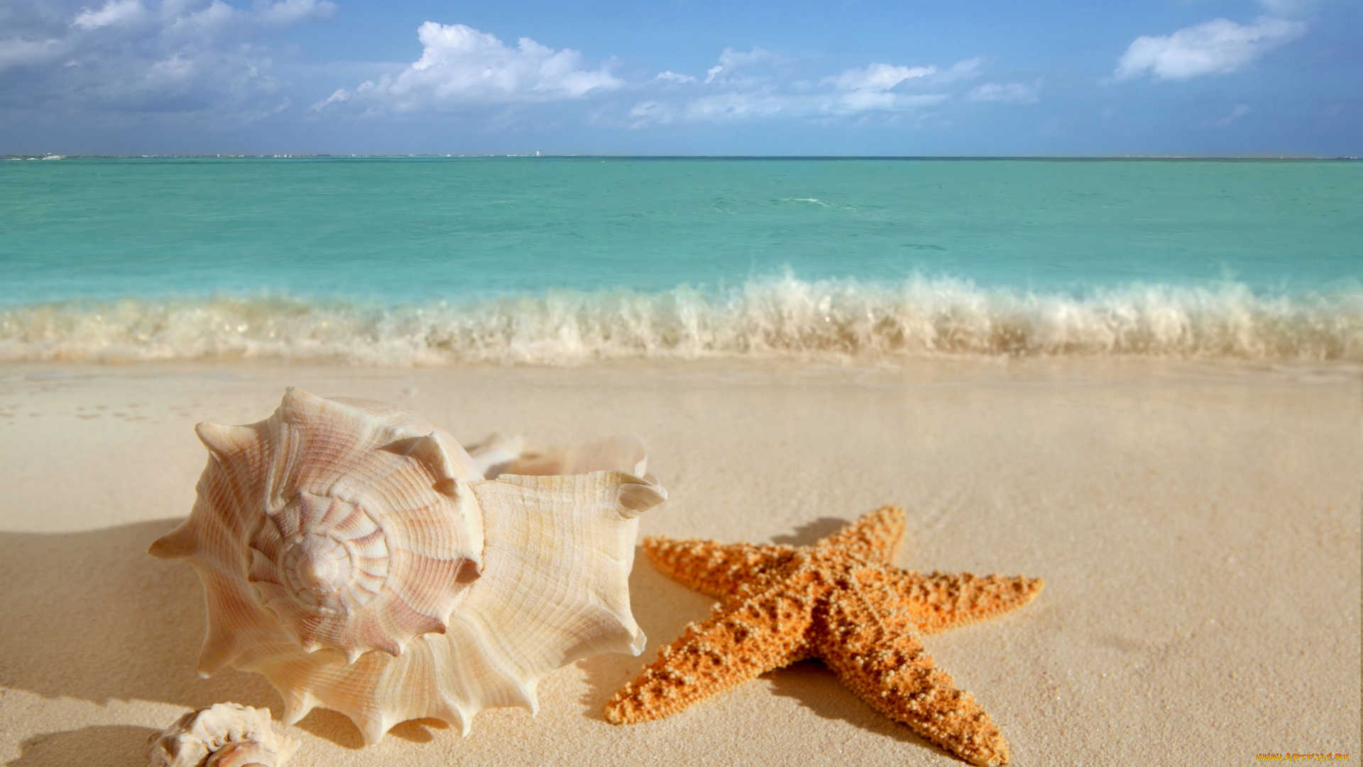 разное, ракушки, , кораллы, , декоративные, и, spa-камни, море, пляж, песок