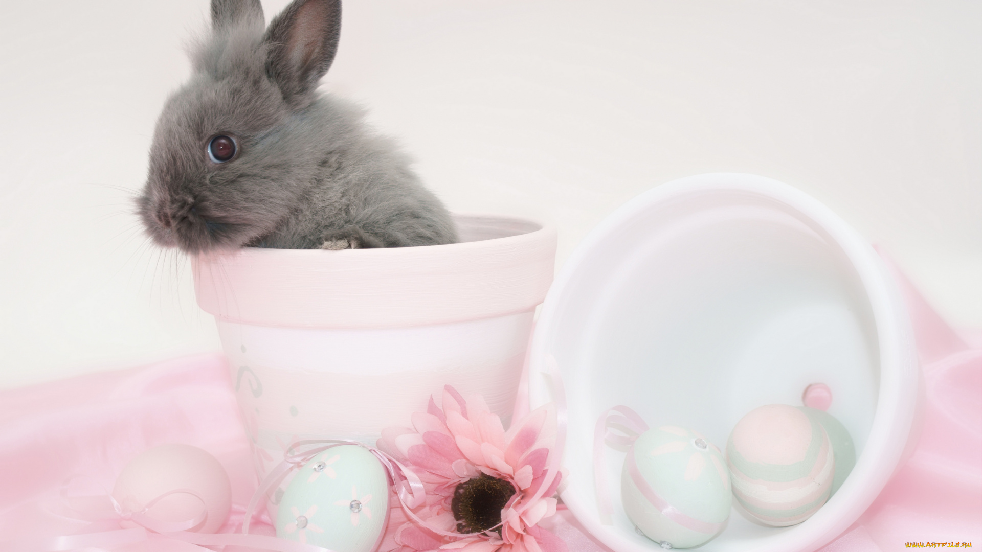 животные, кролики, , зайцы, кролик, пасха, яйцо, easter, горшок, цветок