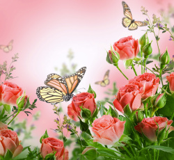 Картинка разное компьютерный+дизайн цветок бабочка природа роза бутон лепестки