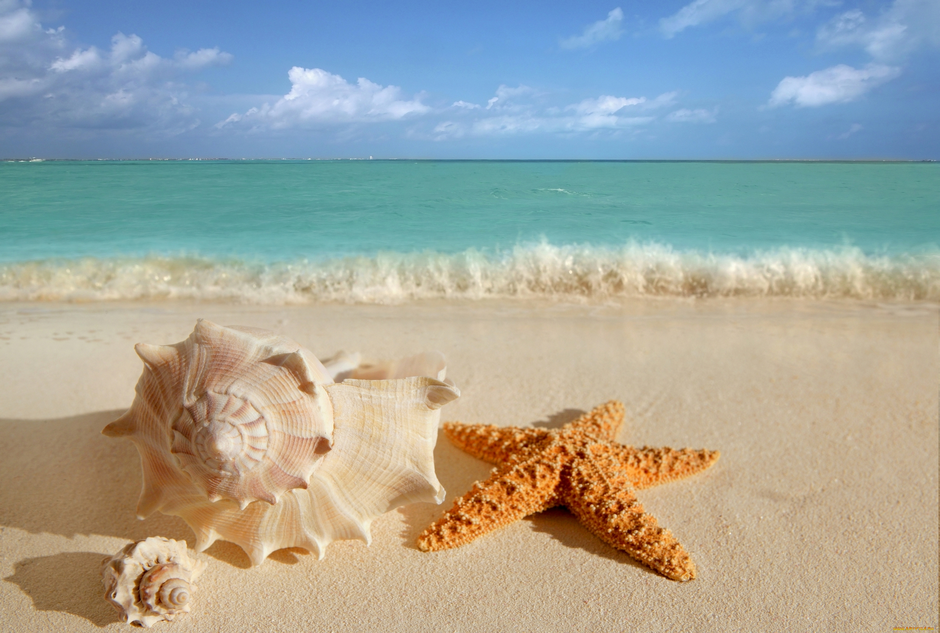 разное, ракушки, , кораллы, , декоративные, и, spa-камни, море, пляж, песок