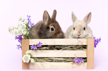 Картинка животные кролики +зайцы пушистики