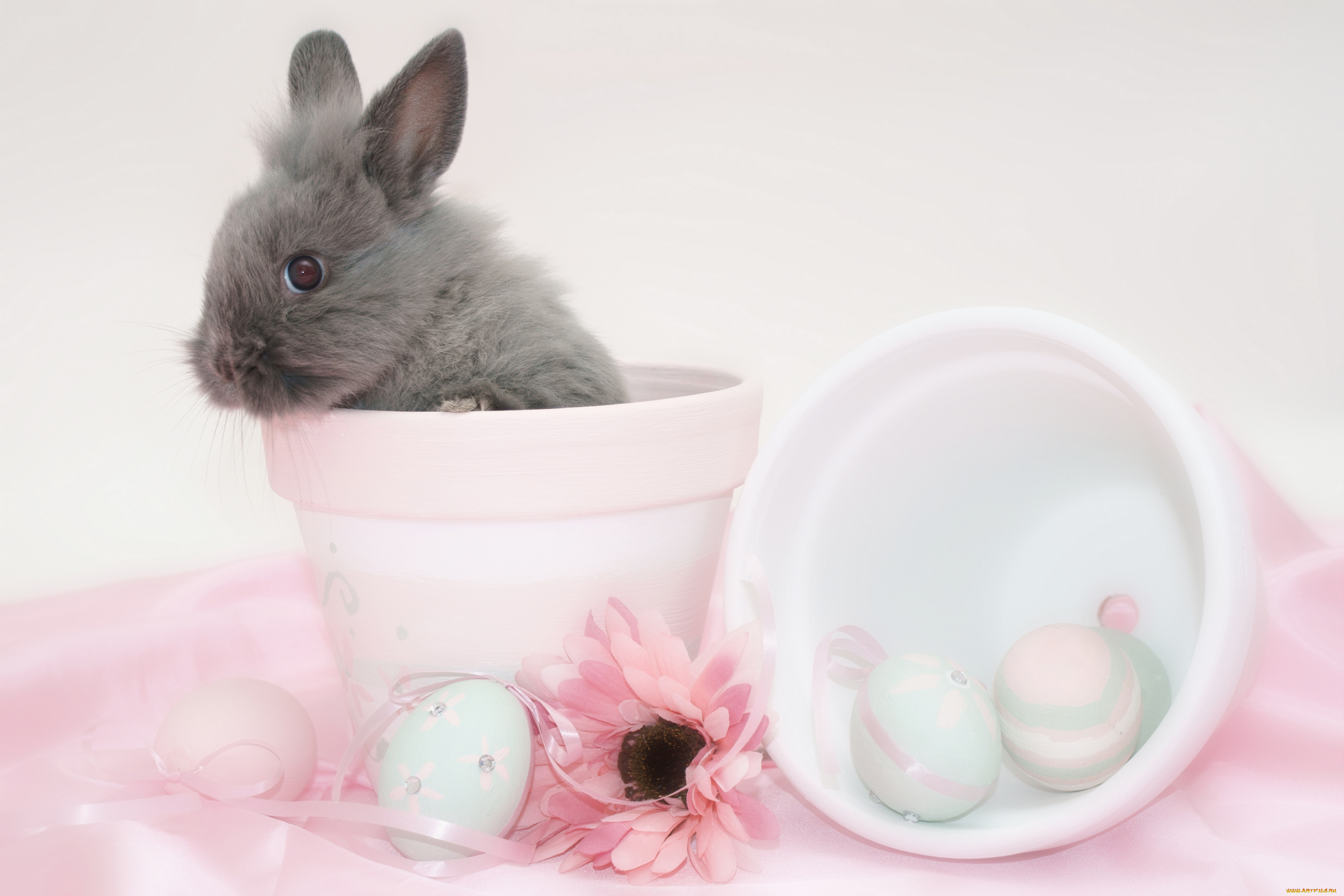 животные, кролики, , зайцы, кролик, пасха, яйцо, easter, горшок, цветок