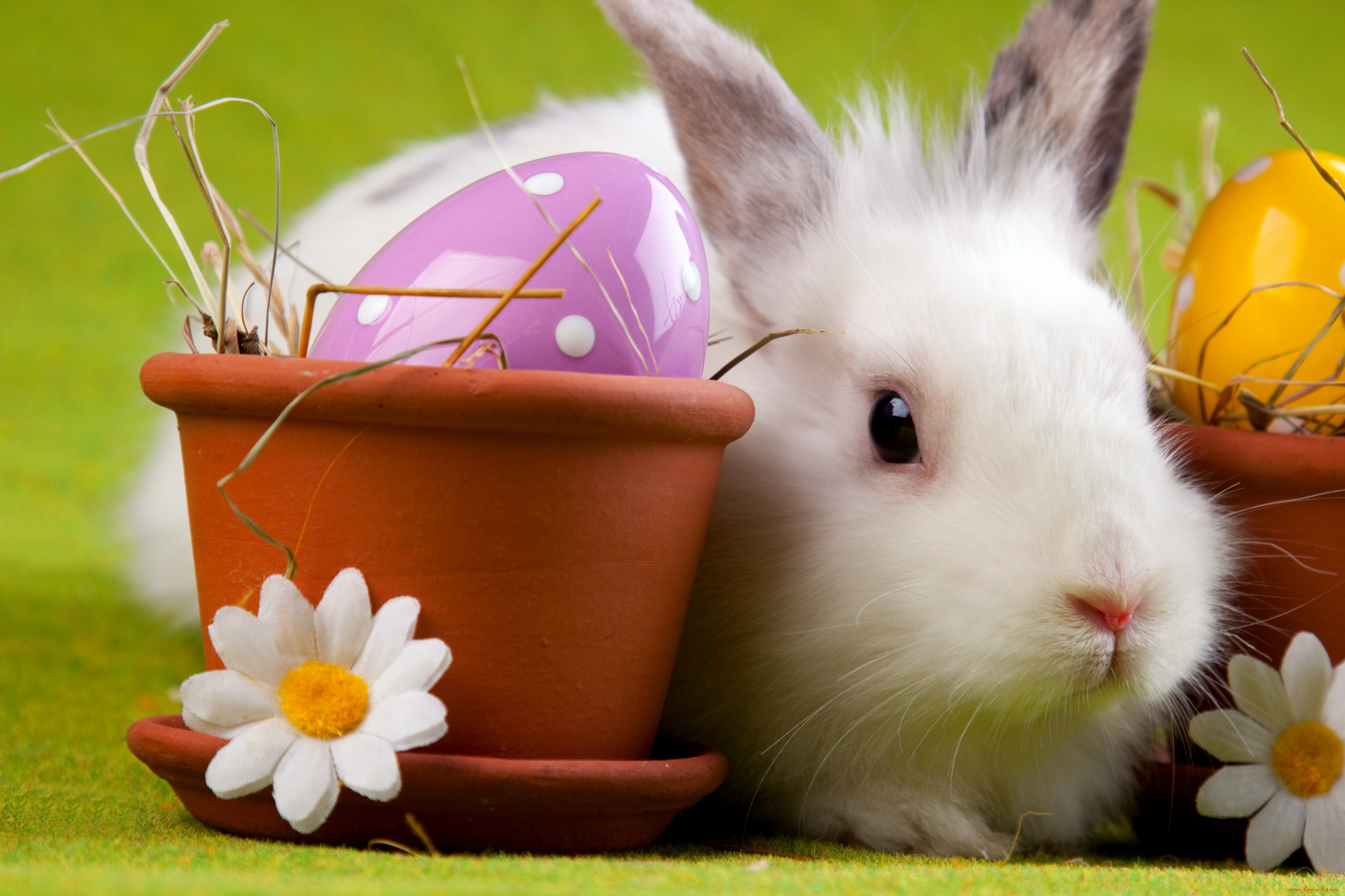 животные, кролики, , зайцы, кролик, пасха, яйцо, easter, ромашка, горшок