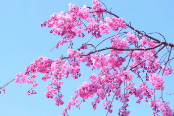 Картинка цветы сакура +вишня лепестки ветка