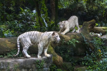 Картинка животные тигры пара