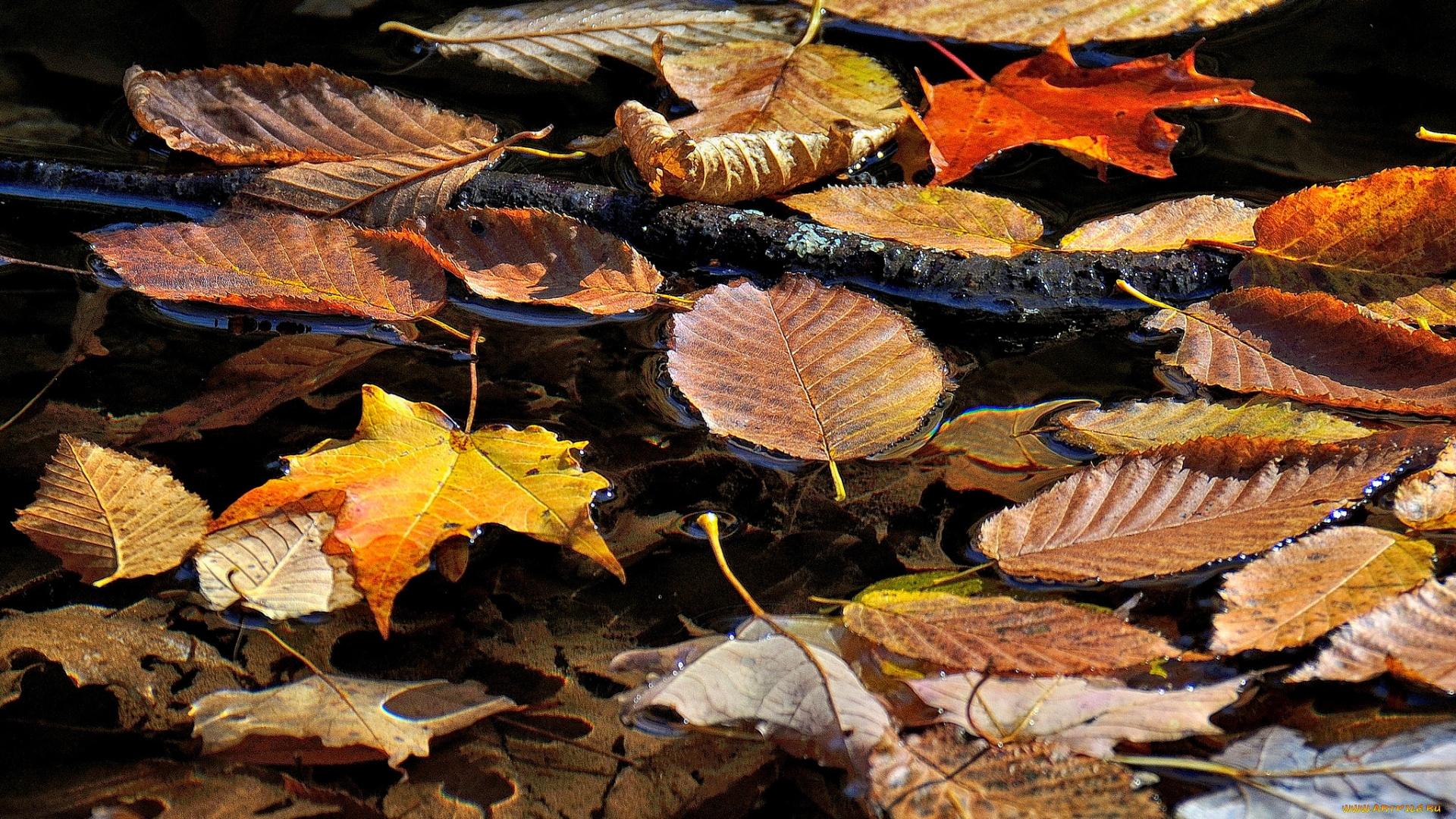 природа, листья, ветка, ручей, вода, осень
